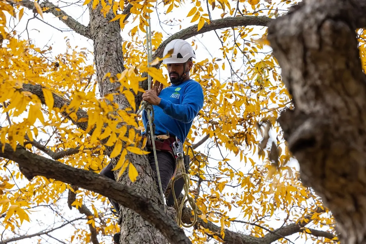 Skilled Tree Trimming crew working in Wingina